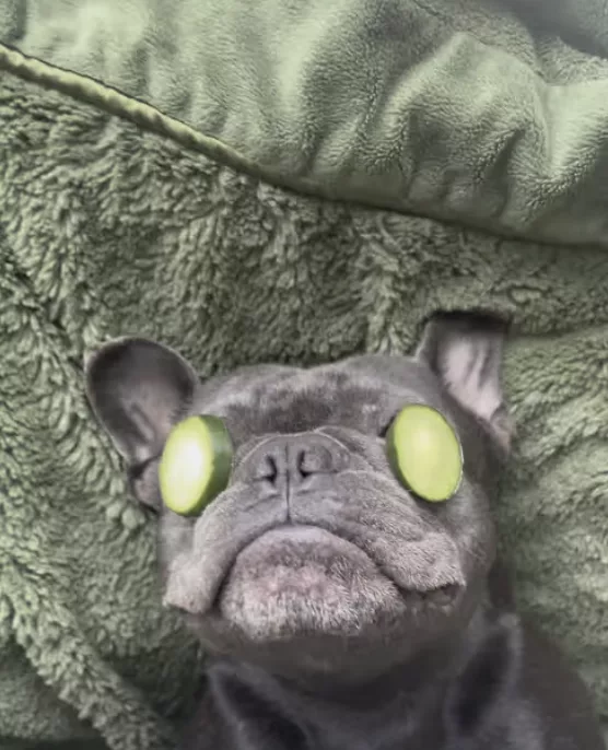 Frenchie is getting a fabulous spa treatment !